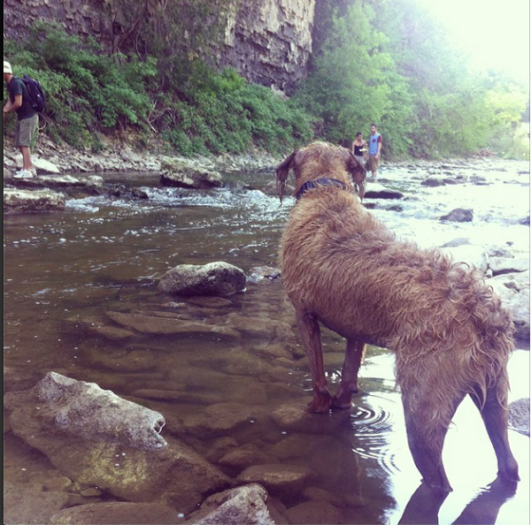 glen_willows's tweet photo. #EloraGorgeous love walking the gorge with Miles, Winston, Tava, Robb, Ben and Sonia http://t.co/Cvk8KgVcBW http://t.co/AIKLIzAUc4