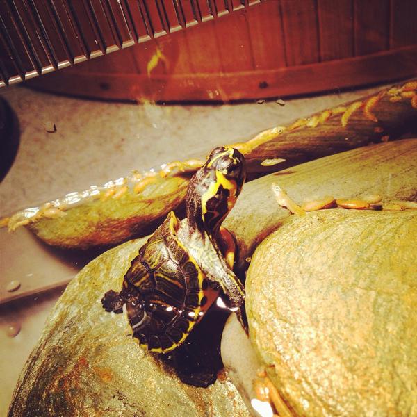 Asya657's tweet photo. Haha my little turtle Tjapa eathing his food 🐢 http://t.co/DDrl0kDCju