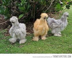JMLChicken's tweet image. Me and the gurls tried a to do a home perm... WE LOOK FABULOUS! Someone call @BritishVogue