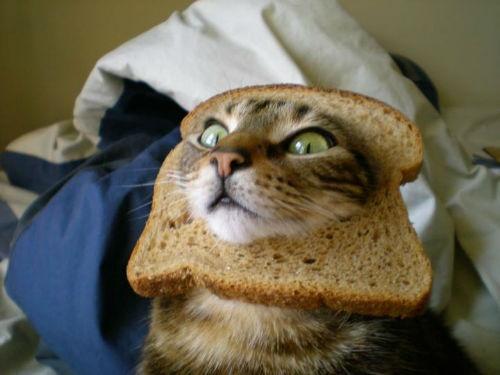 holter_ben's tweet photo. @JTLabonte3 ME WATCHING YOU DURING CHOW. http://t.co/2jW33u1w77