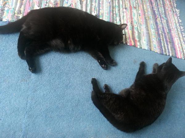 CharlieandRubyH tweet picture