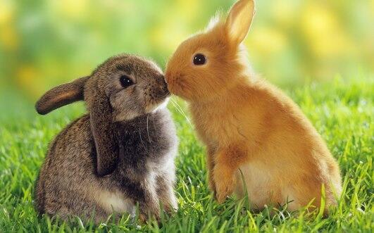 _Paisajes_'s tweet photo. Beso de conejo! http://t.co/80obhtYviS