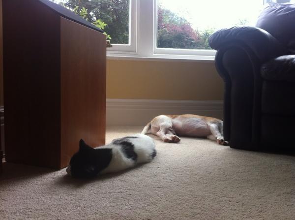 tsarzipan's tweet image. The ornaments song has proved too much for cat and dog #deathbysong