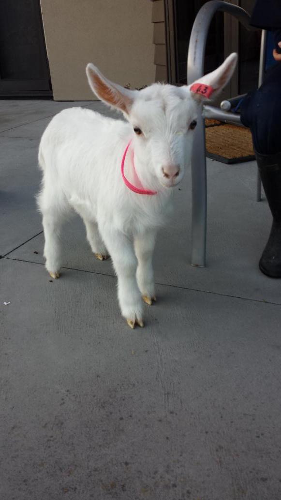 TheJamFactoryNZ's tweet photo. that time of year again @imagineNPS Hello Maisy http://t.co/JvremBxnUE