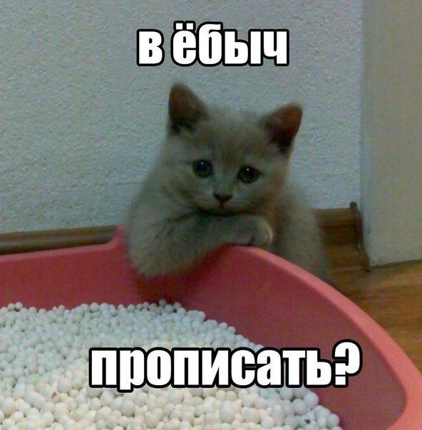 Разьебала. Мемы с котиками. Котик Мем. Пикчи с котами смешные с надписями. Оскорбительные мемы с котиками.