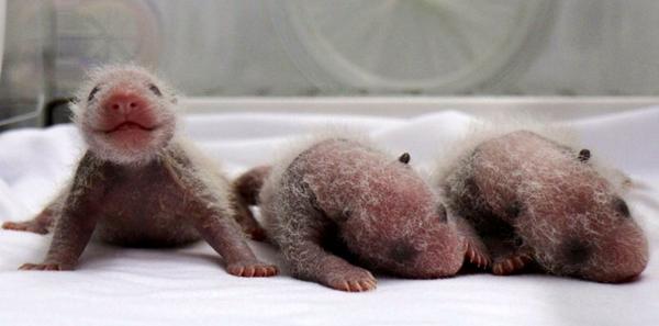 ianbremmer's tweet image. Two newborn pandas sleeping.
One newborn panda ready to eat your face off.