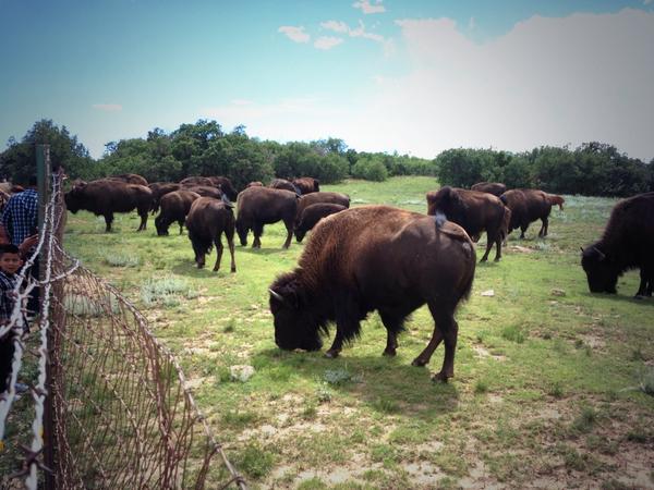 CU_Buff_Man's tweet image. @CUnitBuffs @cubuffs @CUBoulderAlumni@Chipthebuffalo@ hangin with the buffs today!