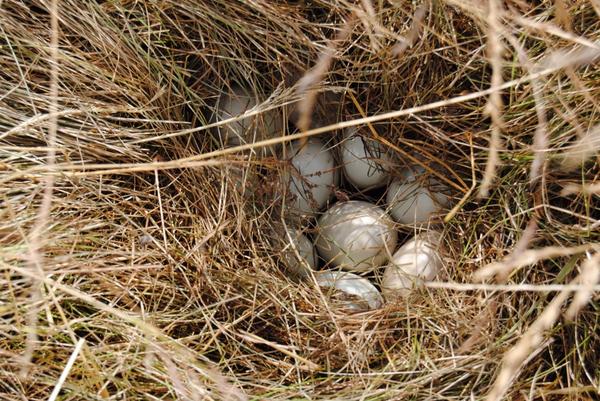 Hoe leuk is dit? Klant waar we een turfdak hebben geleverd heeft een eenden nest op het dak... 😊 GEWELDIG