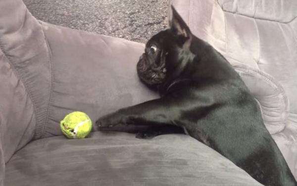 barkbox's tweet image. The Struggle Is Real When Your Paws are Six Inches Long &amp;gt;&amp;gt;&amp;gt; barkpost.com/frenchie-strug… via @BarkPost