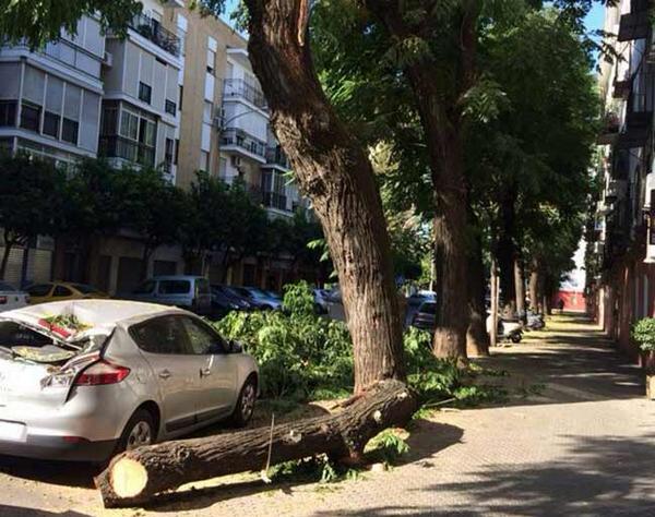 SevillaActual's tweet photo. La caída de una rama destroza un coche en Triana http://t.co/3qWgsEihX0 http://t.co/2kK72ol0di