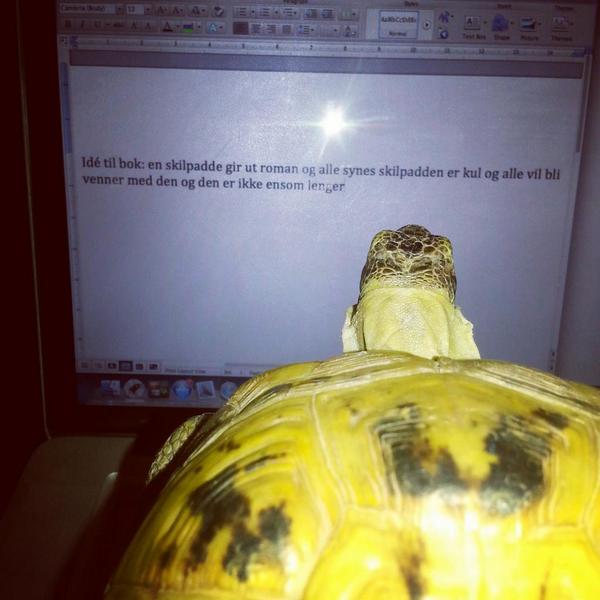 Basil Maarud (@basilmaarud) on Twitter photo 