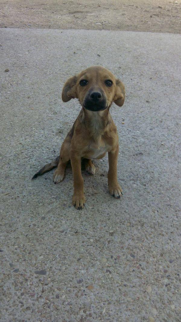 Garrosa's tweet photo. Ahora que estamos concienciados por #DEPExcalibur. JULITA, 6 meses, necesita casa.
gestion@protectoradepalencia.org http://t.co/TAgvadTbw9