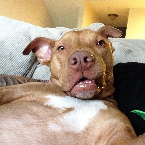 barkbox's tweet photo. "I'm going to spend a very productive day chewing up all of your shoes." -@hardknoxsunday #ButFirst #LetMeTakeASe... http://t.co/qOMaIfaLab