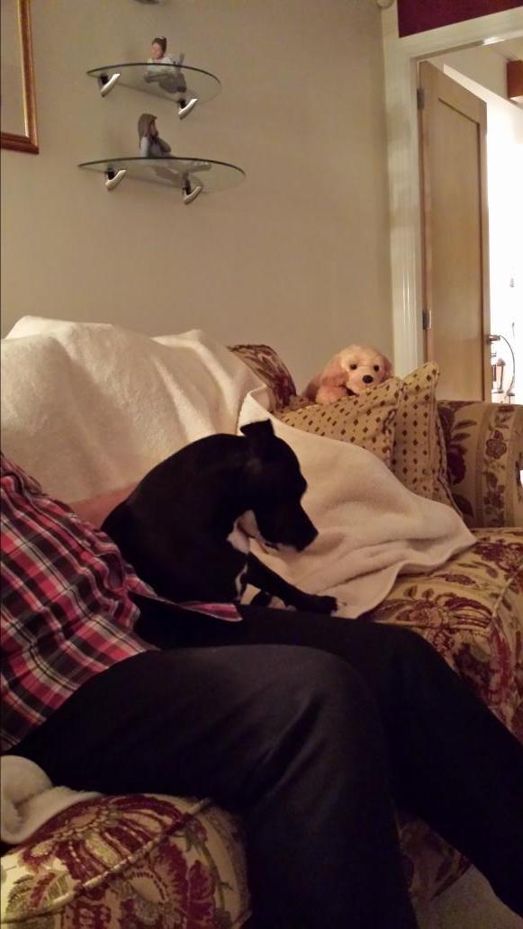 Frazzle_Pop's tweet photo. @Brindle_Pig @PupLuna @Staffie_Lovers @Thommo1927 @Staffierescue love having my ear tickled by my fandabbydozy dad 😍 http://t.co/9r203yt3jU