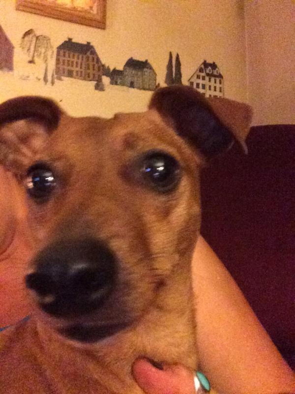 BuddyTheMiniPin's tweet image. #SelfieSunday #petselfie