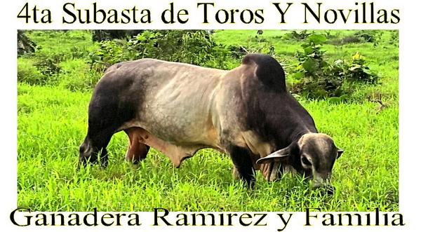 ERamirez_05's tweet photo. El próximo sábado 23 de Agosto subastaremos Toros y Novillas Brahman preñada
En la Subasta Ganadera de Quebrada Honda http://t.co/EqWGxzdOp1