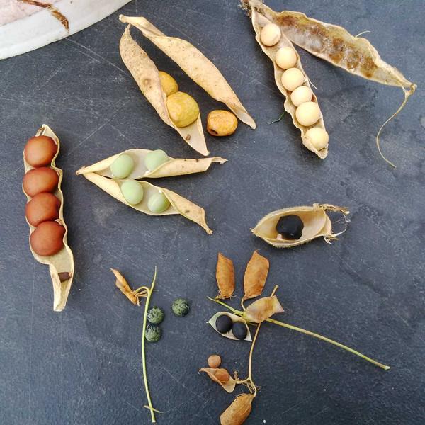 dried legumes