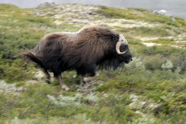 hermanusdejongh's tweet image. #Wild_live #Norway #Dovrefjell #Muskusos / #Muskox  #Ovibos muschatus. Love this animal (C)HHdeJongh