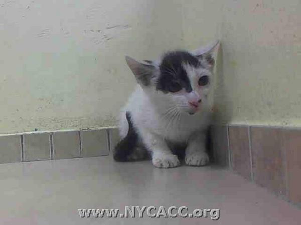 existenciala's tweet image. “@ngremmy: #URGENT #NYC #CATS baby KHUMBA doesn’t deserve to DIE 8/18-adopt/foster/pledge! facebook.com/PetsOnDeathRow… http://t.co/hfpSxlupnn”