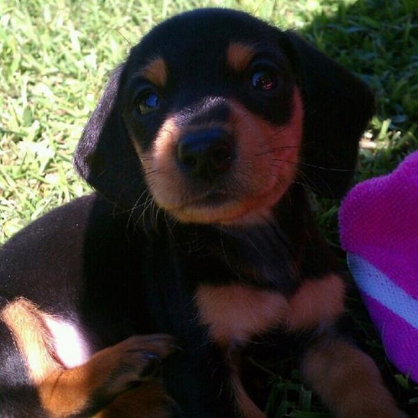 XoJadeTXo's tweet photo. @BabyAnimalPics my baby when she was a puppy 🐶💗
#ChloeRae 💕 http://t.co/IW2hGAyWoN