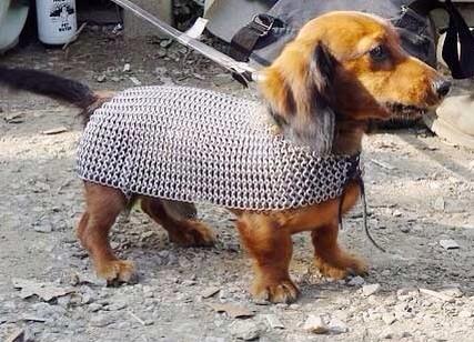 dog knight armor