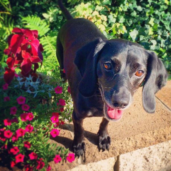 profpike's tweet photo. @thesquarecafe #squarepet Rupert is always excited to visit his friends at The Square Cafe.  Yummy! http://t.co/10JJRz74az