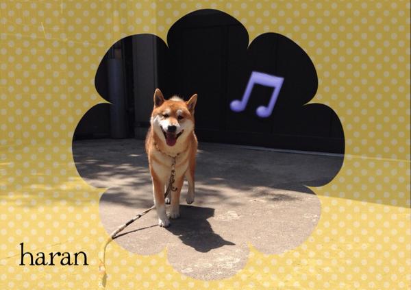kyoga's tweet photo. かわゆい！ http://t.co/4bLAfRqxMN