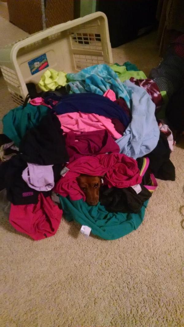 CALfornia_Love's tweet photo. Somebody likes warm laundry #WhereIsLilly http://t.co/7mBdC4e0uI