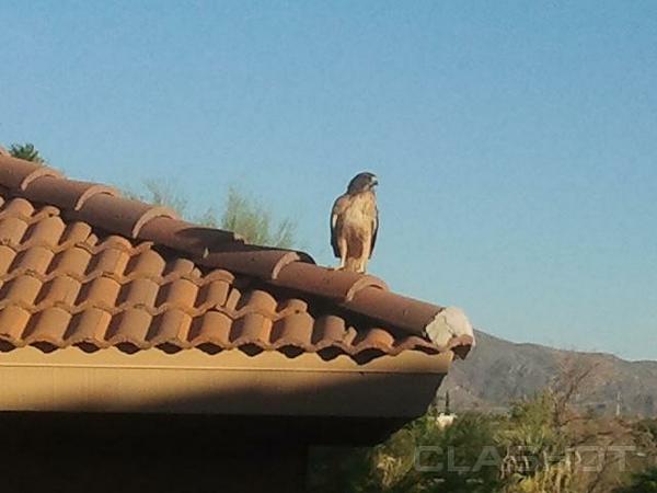 BestOnVideo's tweet image. Tucson Hawk by BestOnVideo clashot.com/7083562.html