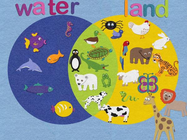 land and water animals Gallery