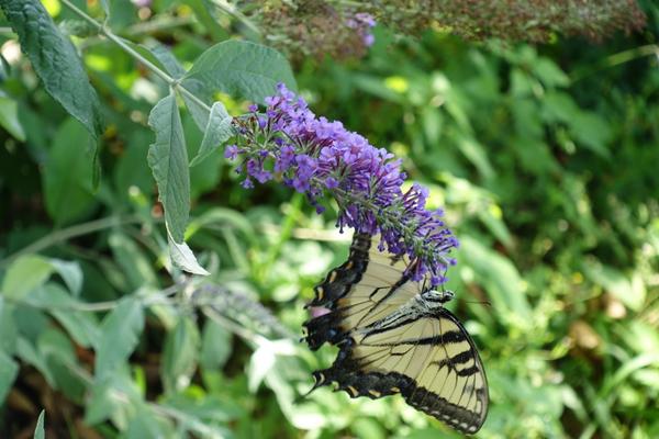 ProfessorLG's tweet image. Butterfly in Langhorne PA  #Buckscountymoment