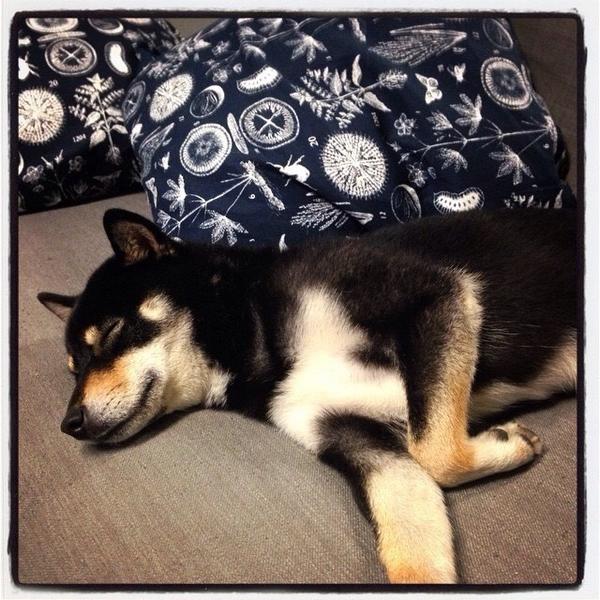 dreamsofdoge's tweet image. Guys I'm pooped. See you in the AM! Night Twitter!!