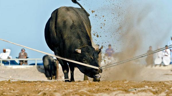 timesofoman's tweet image. Brawl at #bull-fighting event in #Musannah; many injured bit.ly/1rhJaNu