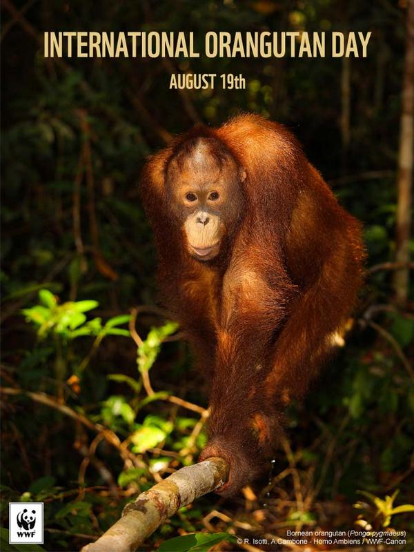 Selamat Hari Orangutan Sedunia! | Komitmen Indonesia untuk Orangutan  bit.ly/1rtEAqM. #OrangutanDay