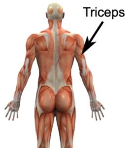 How To Build Massive And Toned Triceps dlvr.it/6f5Cb0