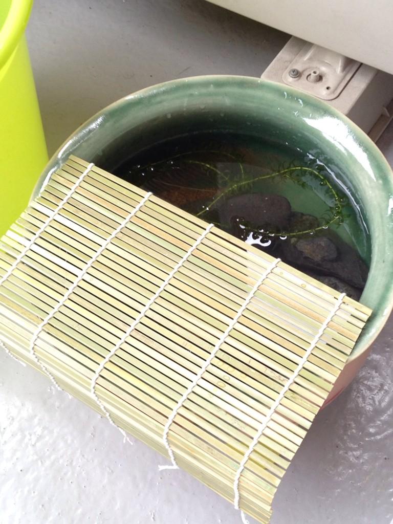 黒しばしば Ar Twitter こめだかを小さい睡蓮鉢に移動 ミニすだれが売ってなかったから 巻き寿司のやつで代用 小さいけどまぁええか Http T Co Cnn3ndqsor 黒しばしば Ar Twitter こめだかを小さい睡蓮鉢に移動 ミニすだれが売ってなかったから 巻き寿司のやつで代用 小さいけどまぁええか Http T Co Cnn3ndqsor