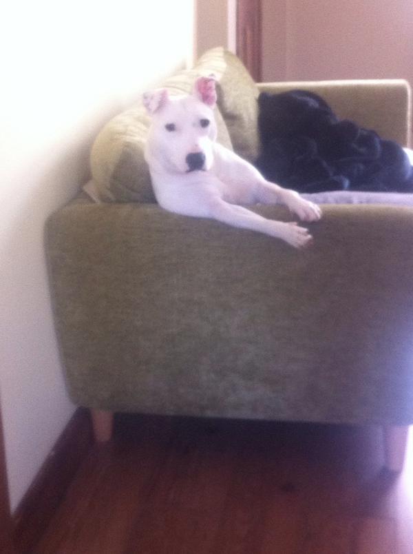PupLuna's tweet photo. @Frazzle_Pop @Brindle_Pig I'm trying to act sooooo cool. Hate it when my mum has to go to work ALL night http://t.co/IrPwc4Z3ci