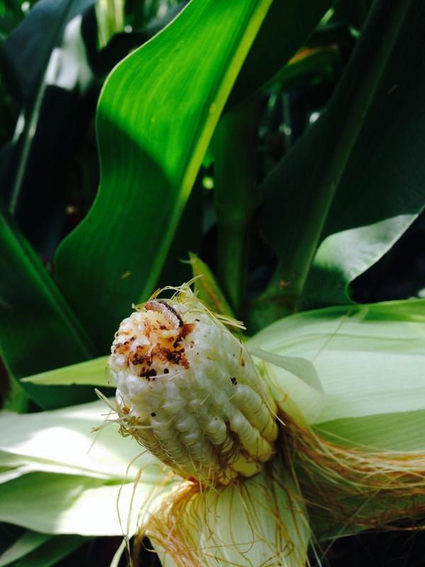 thirlwall's tweet image. Genuity SmartStax is working. Dead Western Bean Cutworm on #dekalb DKC53-56 hybrid #technologyatwork #ontag
