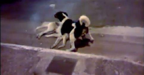 telecincoes's tweet photo. #VÍDEO La solidaridad de un perro con su compañero atropellado en una carretera de Brasil> http://t.co/rkoLodyGVf http://t.co/OXU19LmqhB