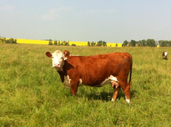 Hill70Quantock's tweet photo. Phone picture from yesterday, nothing wrong with this picture. Cool two year old. #hereford #westcdnag #cdnherefords http://t.co/LJlaihlBo4