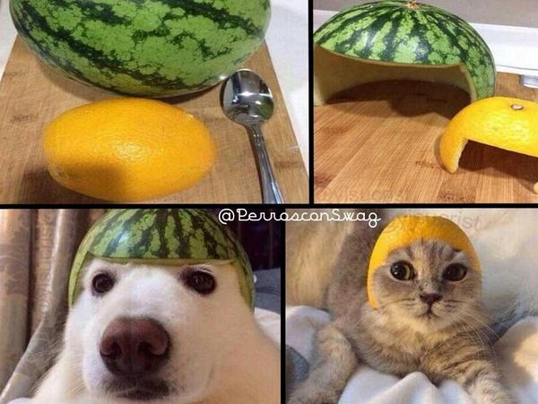 perrosconsuaj's tweet photo. Cómo tener swag en dos sencillos pasos http://t.co/QQsAjltipT