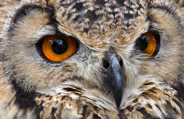 lifewithAutism1's tweet photo. Beautiful 'Birds of Prey' at @waddesdonmanor #RomanWeekend @nationaltrust @HistoricFalcons http://t.co/qDx2gy3JVt