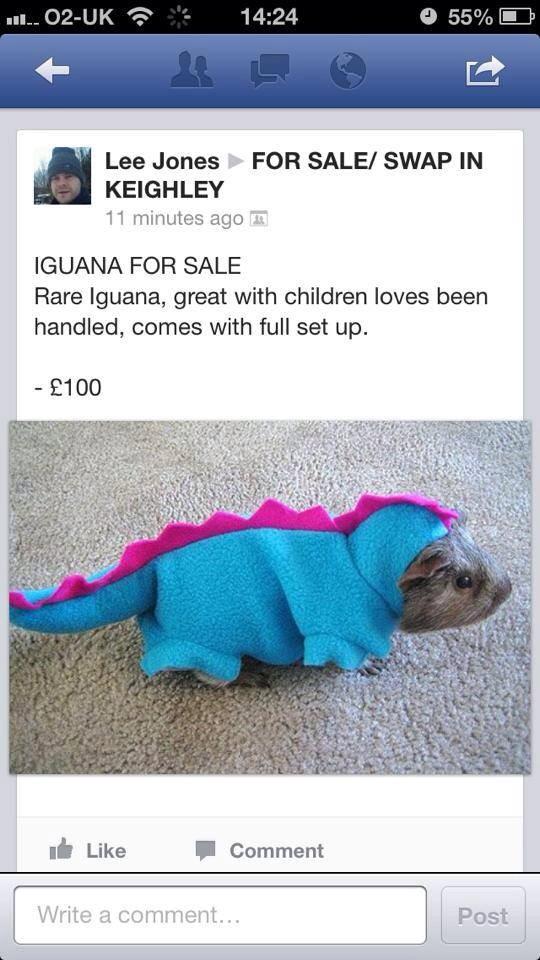 AllAllfun's tweet image. Seems legit.