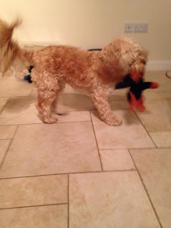 TobyCockapoo's tweet image. How are all my doggie friends today? I've been playing with a teddy all morning🐶 #dogtweets #puppies #followme #happy