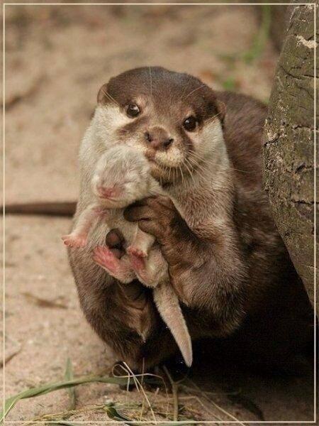 verito_mr1's tweet photo. "@MejoresPics: Una nutria nos muestra a su bebé. http://t.co/fiDb082vHE"