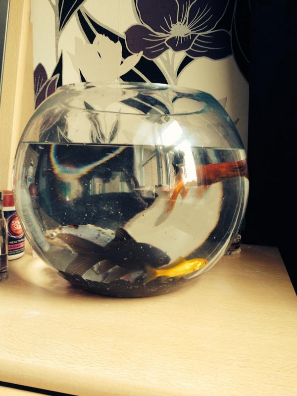 HannahBennett98's tweet photo. AHH THEY'VE ONLY GONE AND GOT ME FISH! 🎉🎉 love ya @MegPatterson6 @BexKendrick1 and Fran 🐠🐟🐬🐳🐠🐟🐬🐳 http://t.co/qkhhWENXrF