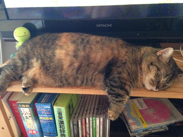 a_b_c_w's tweet photo. そこらへんの木になりたい http://t.co/CfR7WjqImX