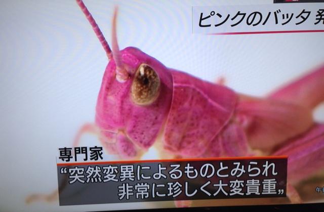 梅津有希子 本日一番のびっくりニュース 小学生男子がピンクのバッタ発見 Nhkニュースで繰り返しやってる 大変貴重だそうです 見たい Http T Co Lgv3suwb4v Twitter