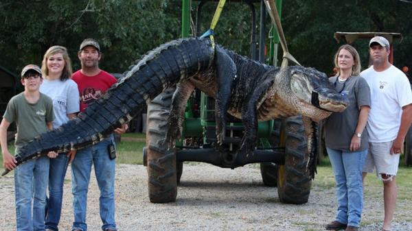 15-foot, 1,000-pound alligator captured in Alabama fxn.ws/1rihJD9