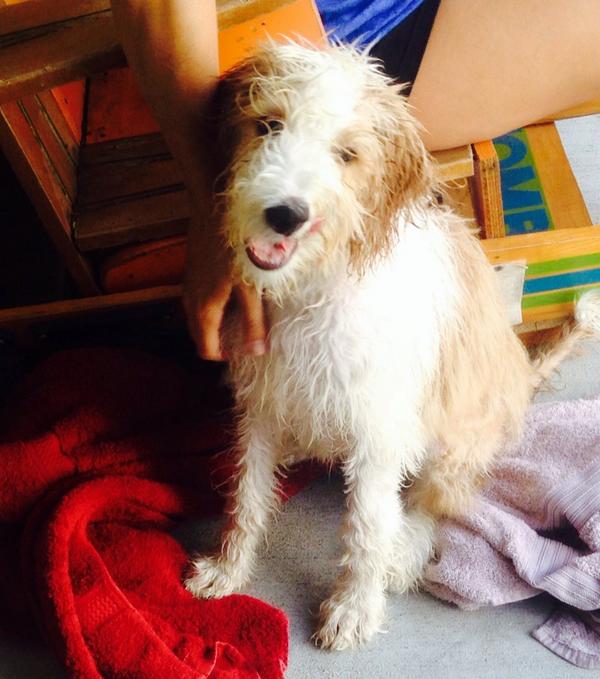 willcmcc's tweet image. Dog lays in mud. Dog gets to shower with me. #MuddyPup